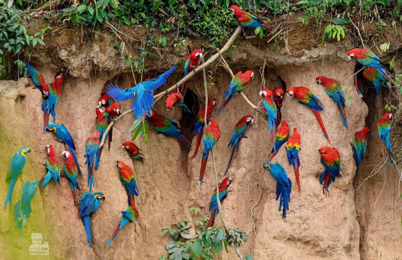 Monte Amazonico Lodge Tambopata Luaran gambar